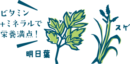 アシタバ・スゲイラスト
