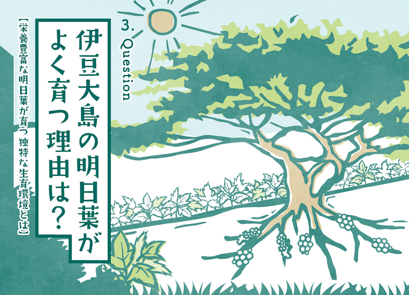 伊豆大島の明日葉がよく育つ理由は？