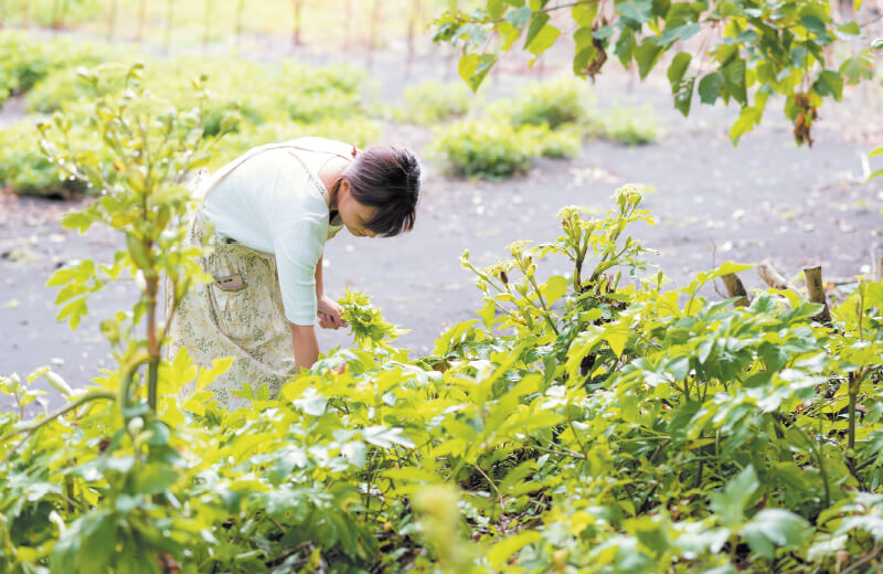 「食べたいときに採ってくる」のが当たり前でした