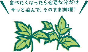 古くから伊豆大島に自生している明日葉と島民の関係
