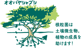 明日葉イラスト
